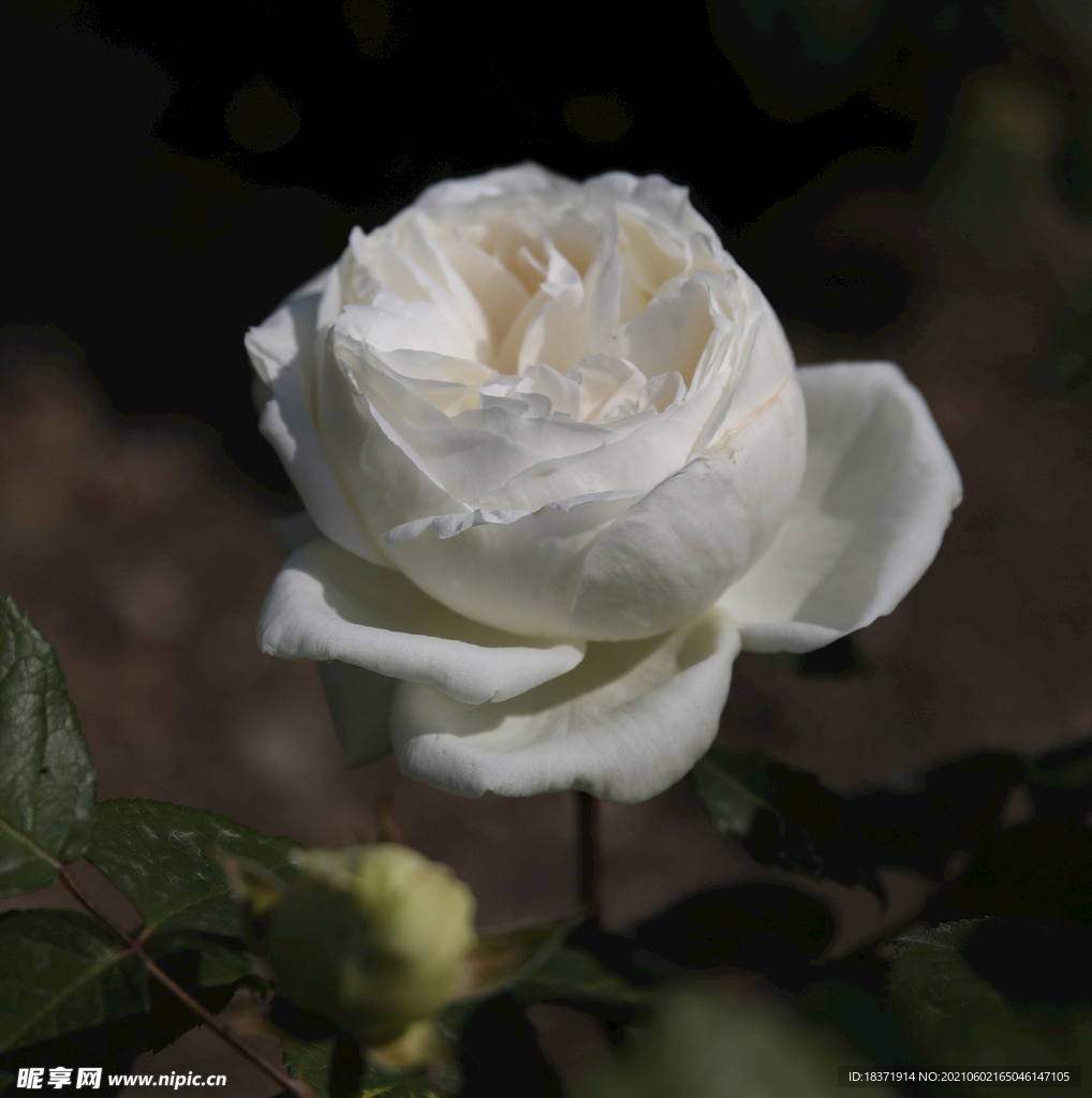 月季花-纯洁