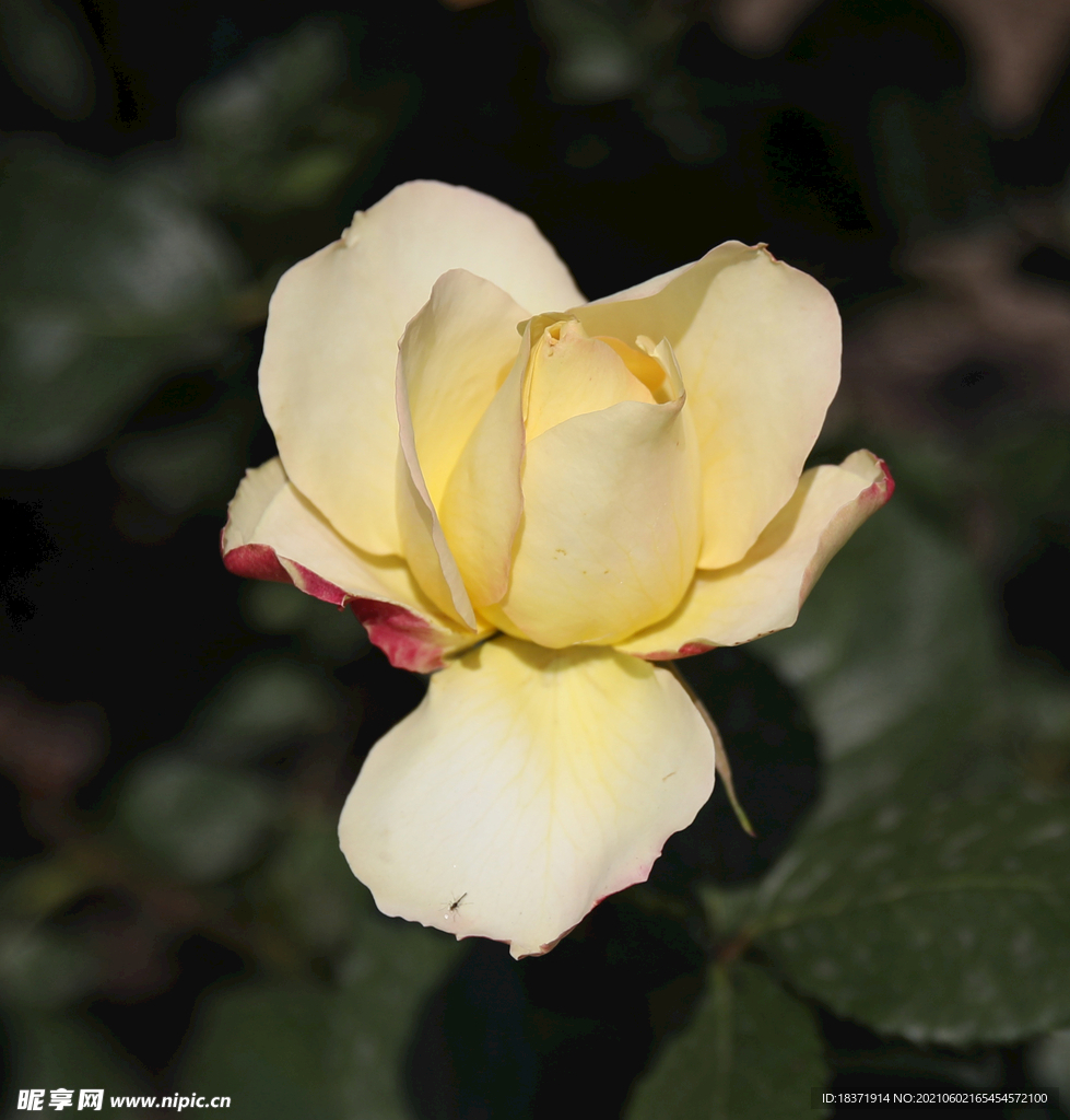 月季花