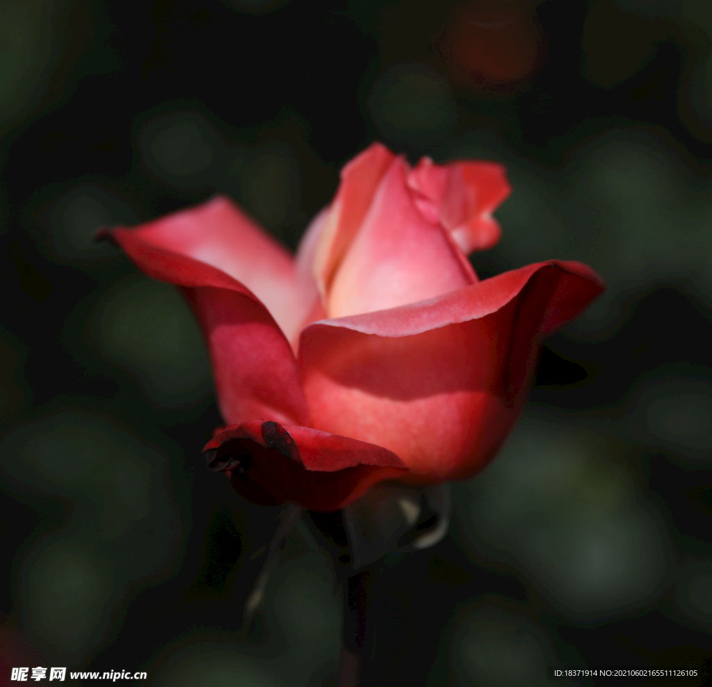 月季花