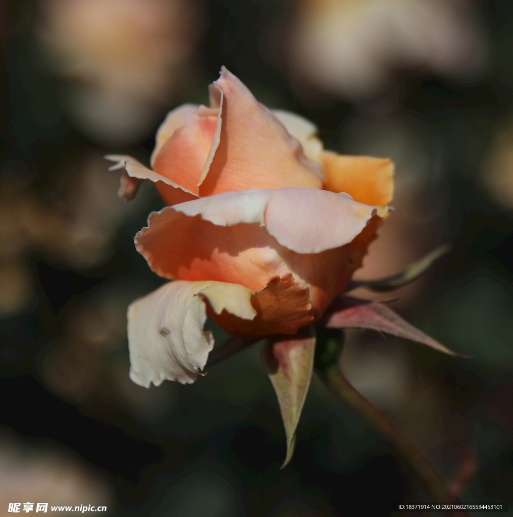 月季花