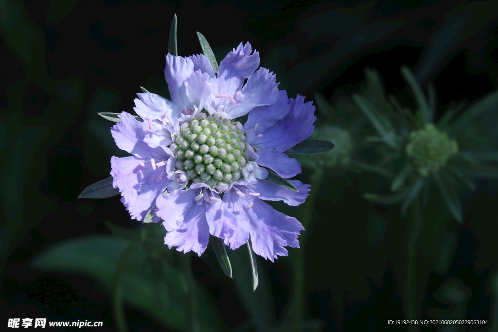 蓝盆花 