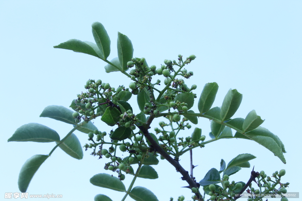 花椒树 