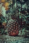 精美水果摄影菠萝
