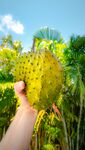 精美水果摄影榴莲