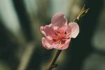 精美水果摄影桃子