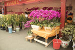 花市蝴蝶兰高清大图