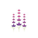 鲜花图片