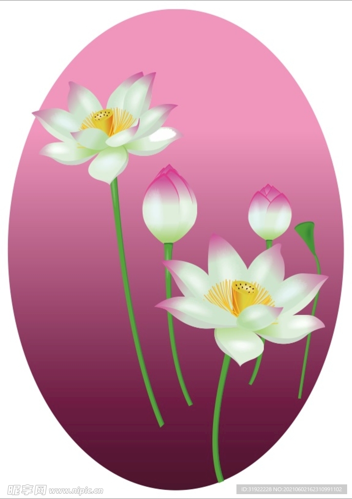 荷花