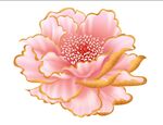 牡丹花