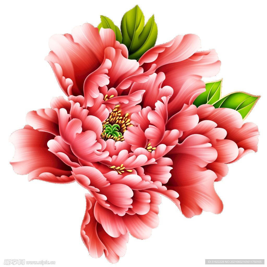 牡丹花