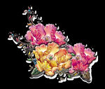牡丹花
