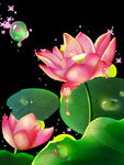荷花