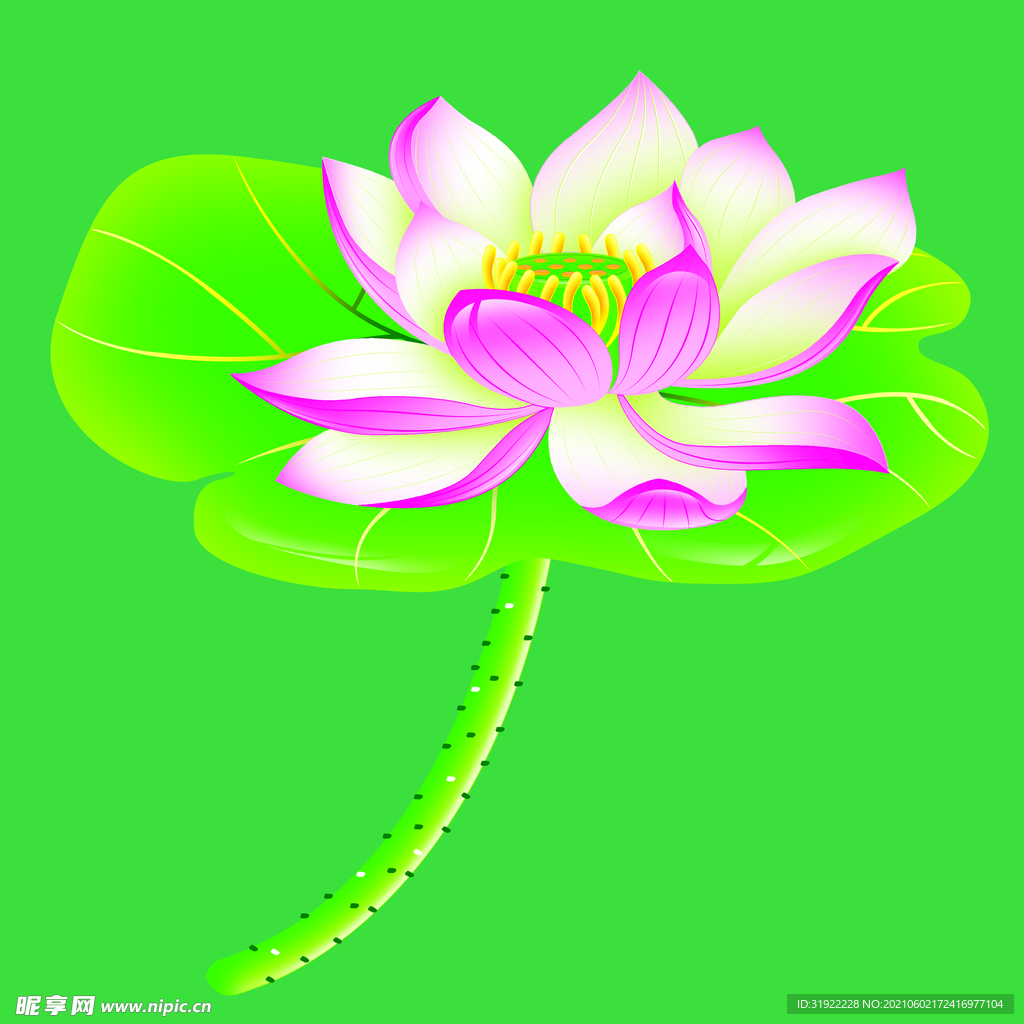 荷花