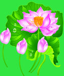 荷花