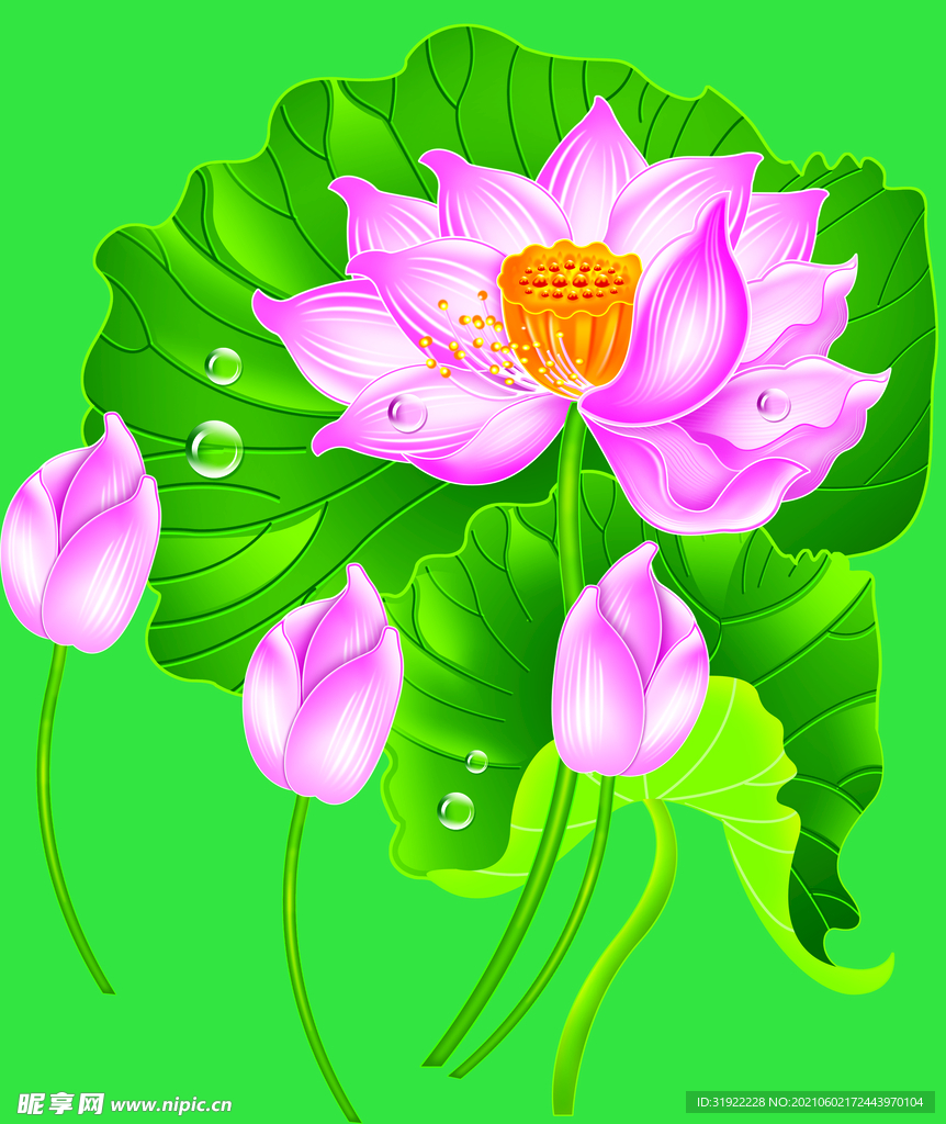 荷花