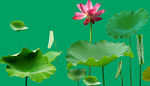 荷花