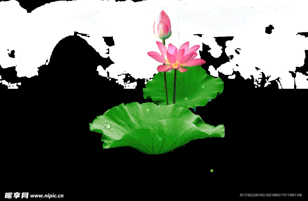 荷花