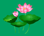 荷花