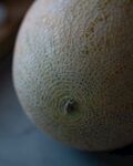 哈密瓜