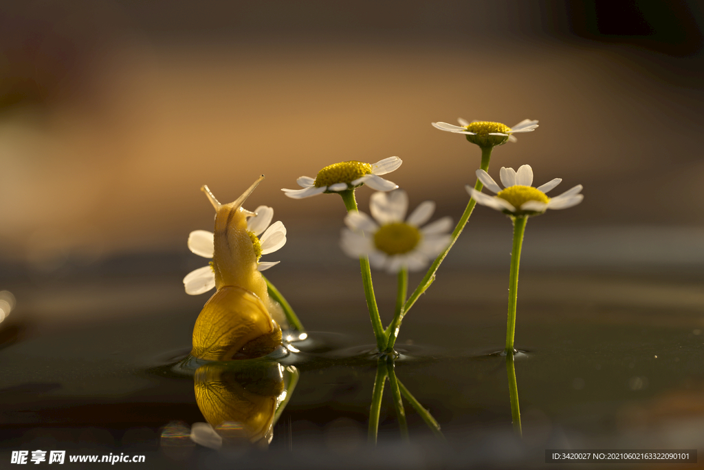 蜗牛