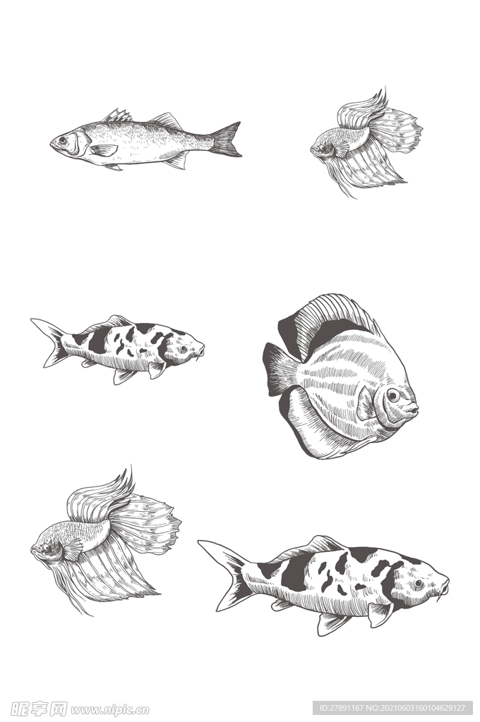手绘鱼类素描