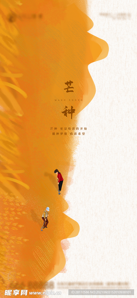 芒种