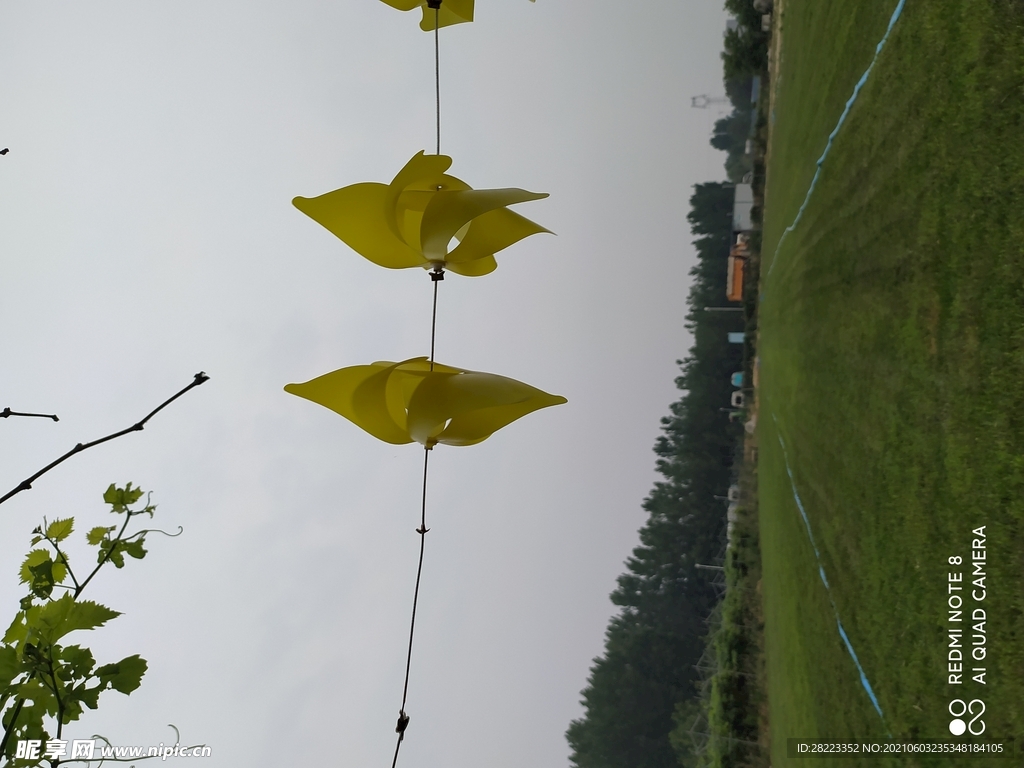 花草树木风车图片