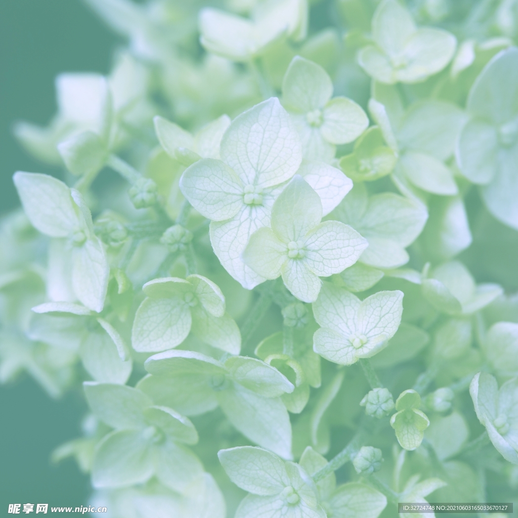绣球