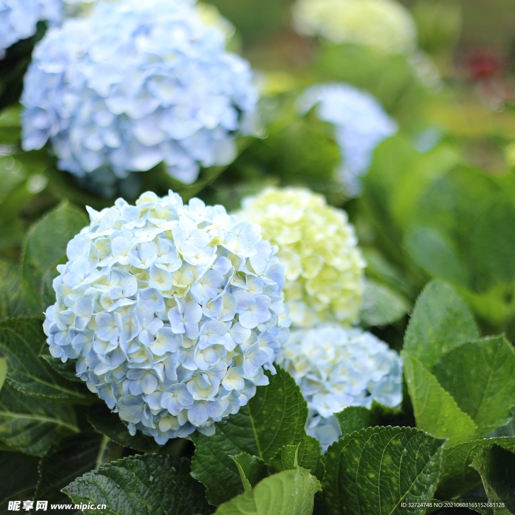 绣球