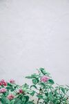绣球插画