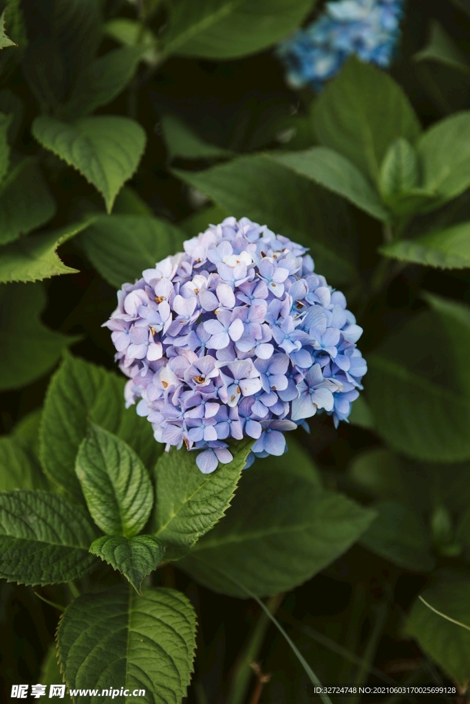 西蓝花