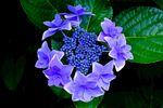 西蓝花