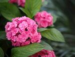 西蓝花
