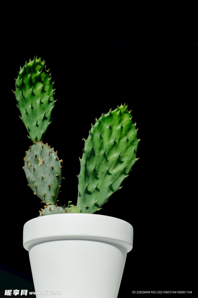 仙人掌植物素材