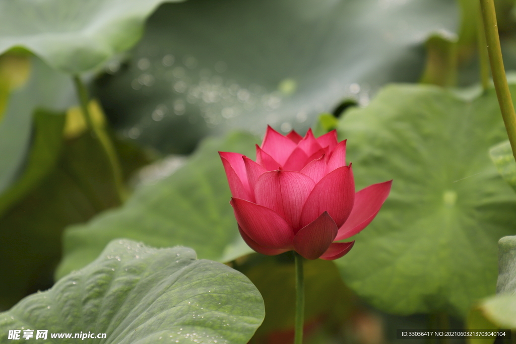 莲花