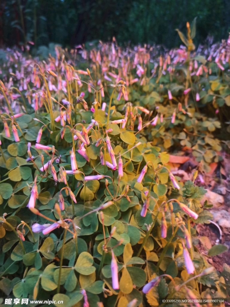 夕阳下的花朵