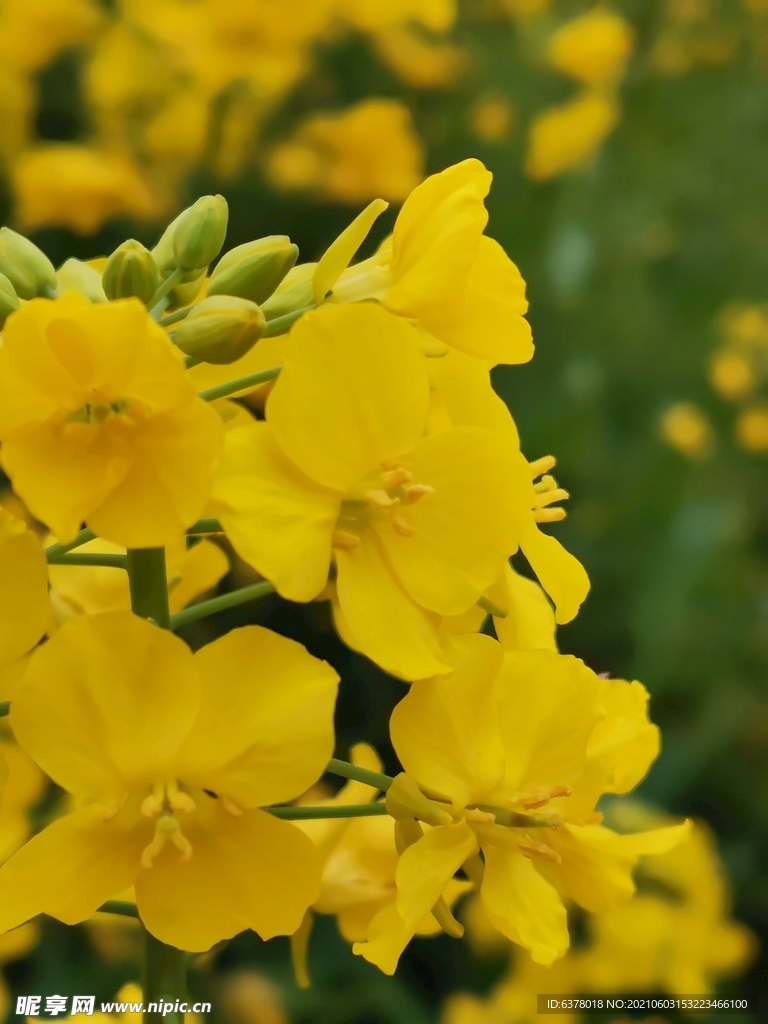 油菜花