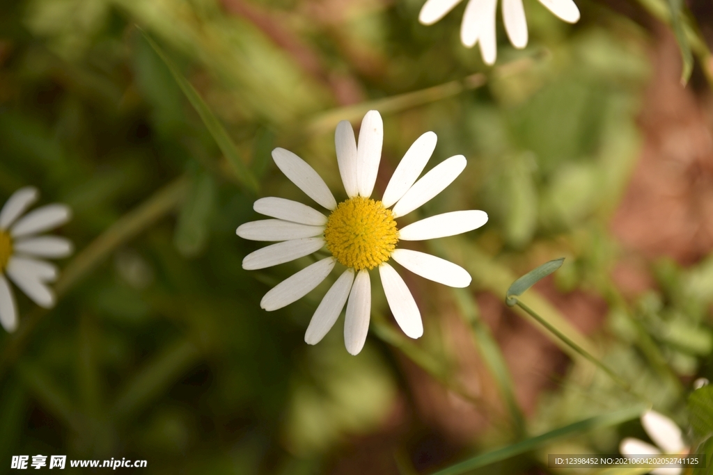 玛格丽特鲜花摄影美图