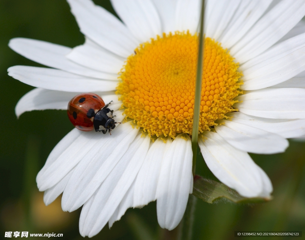 玛格丽特鲜花摄影美图