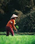 精美粮食摄影图片大米水稻