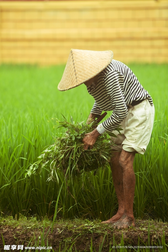 精美粮食摄影图片大米水稻