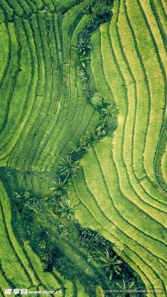 精美粮食摄影图片大米水稻