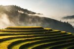 精美粮食摄影图片大米水稻