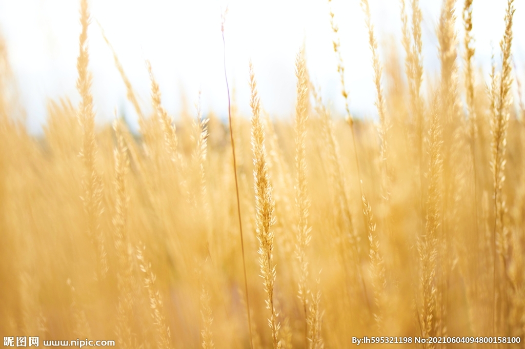 精美粮食摄影图片小麦 