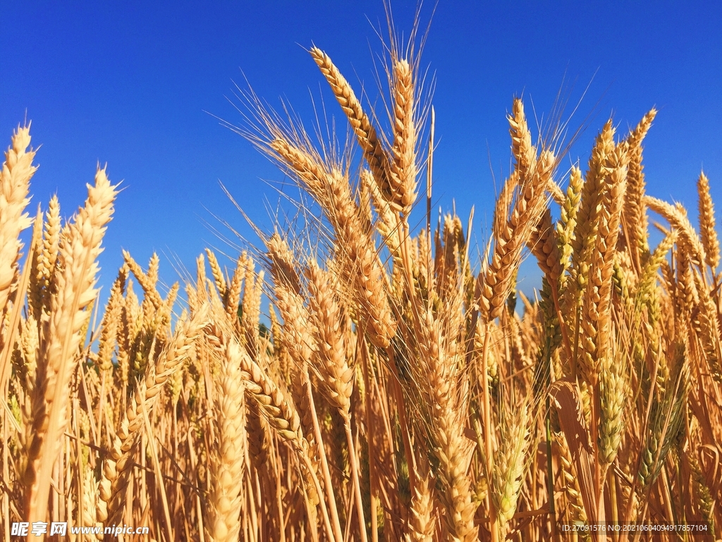 精美粮食摄影图片小麦