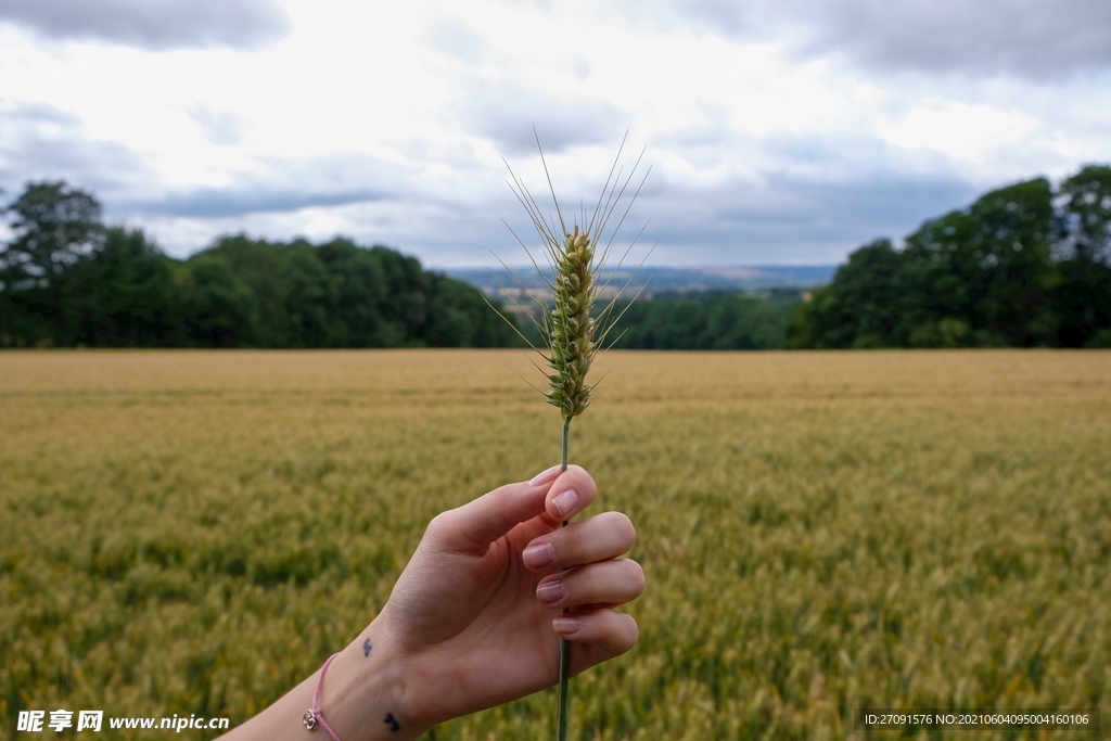 精美粮食摄影图片小麦