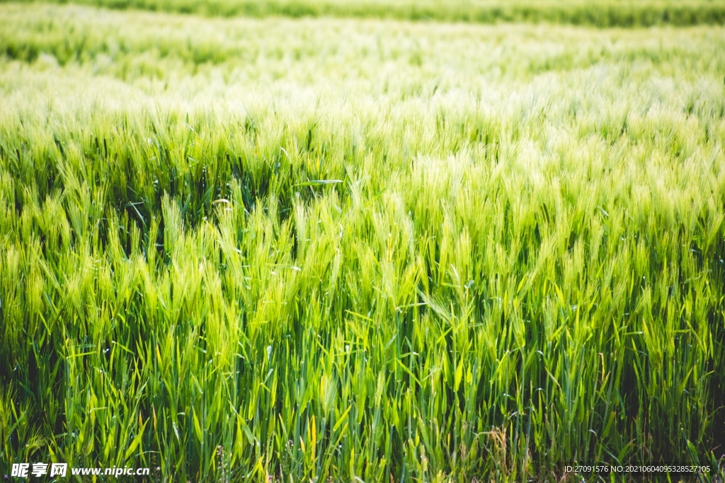 精美粮食摄影图片小麦 