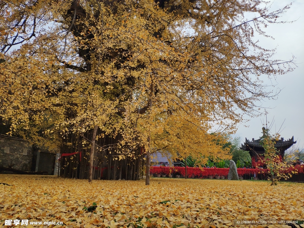 古观音禅寺银杏树