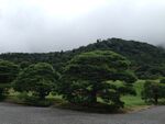 松树