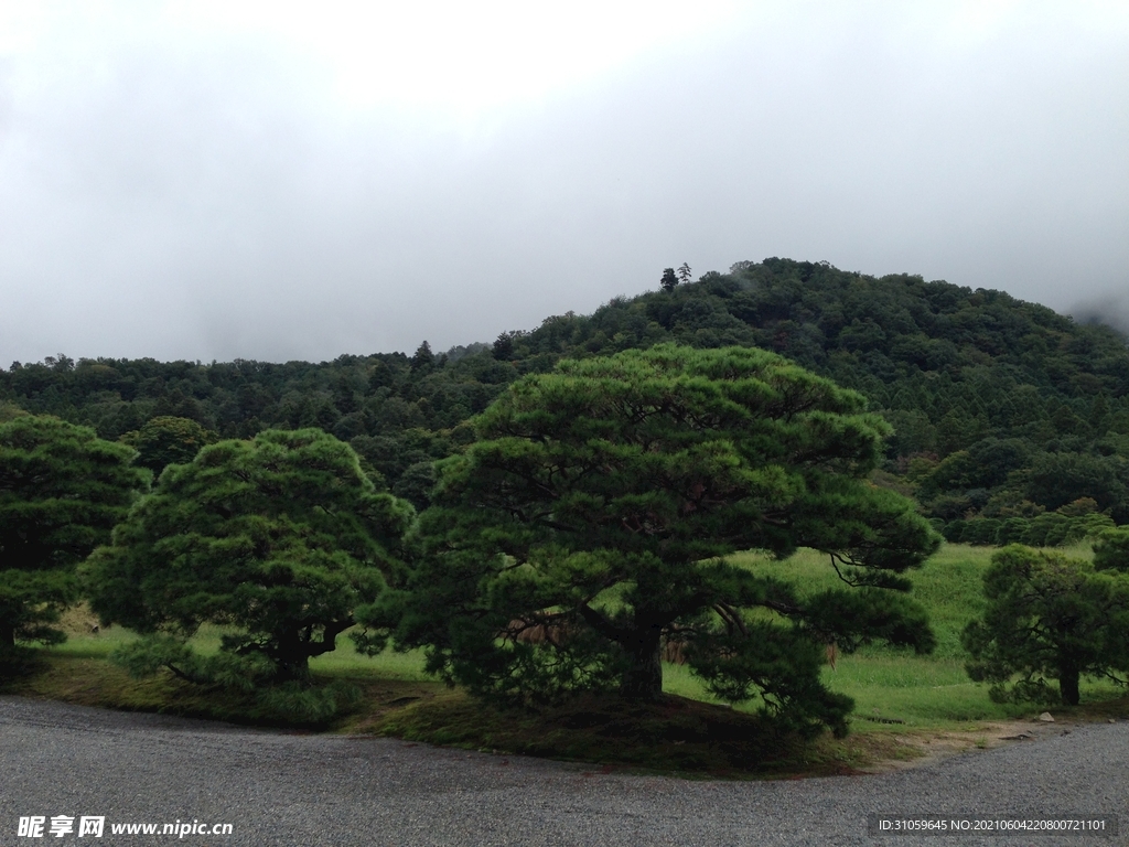 松树